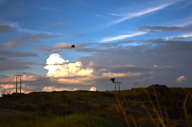 birds