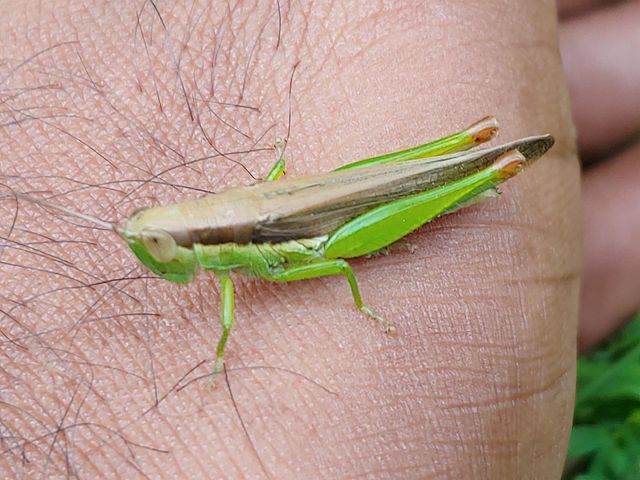 grasshopper captured