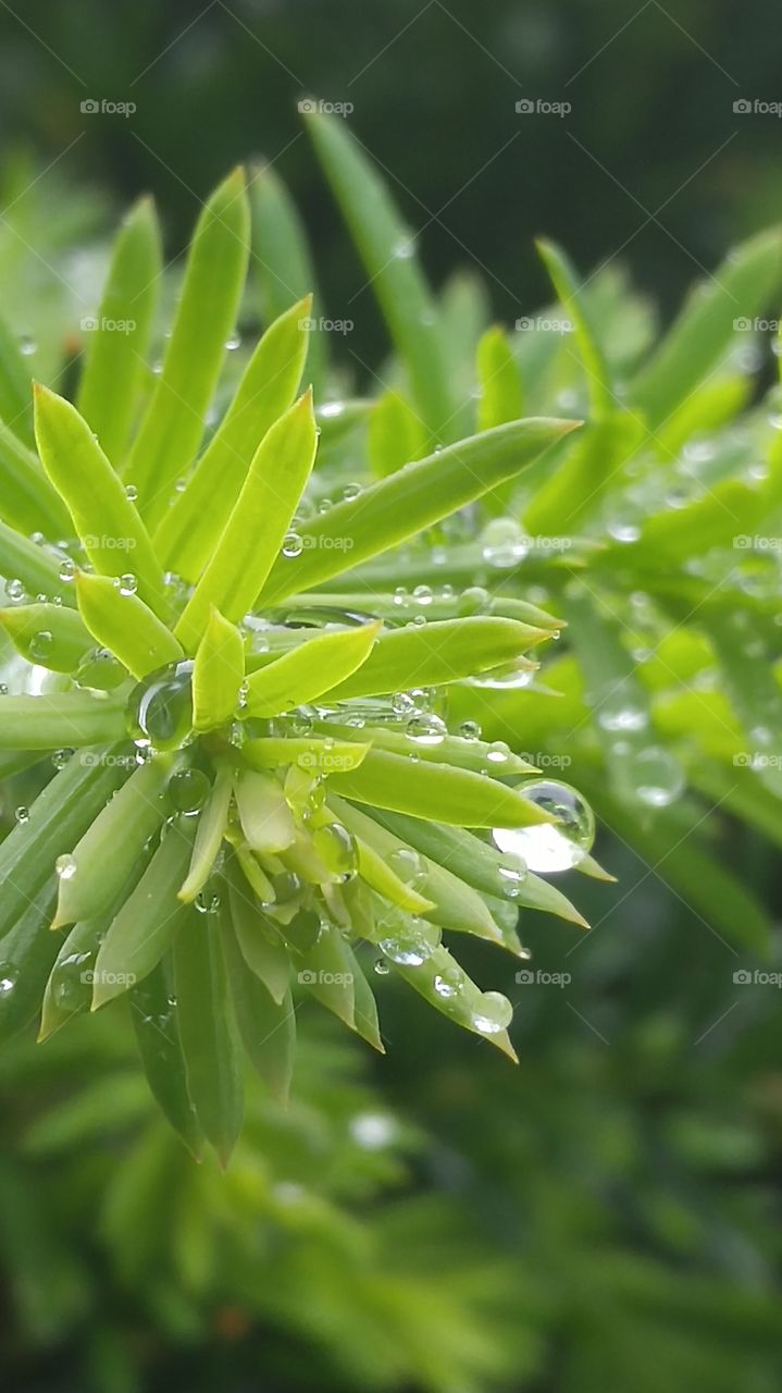 Raindrops on new hedge growth, macro