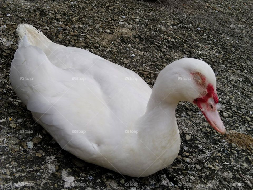 Duck in sleep.