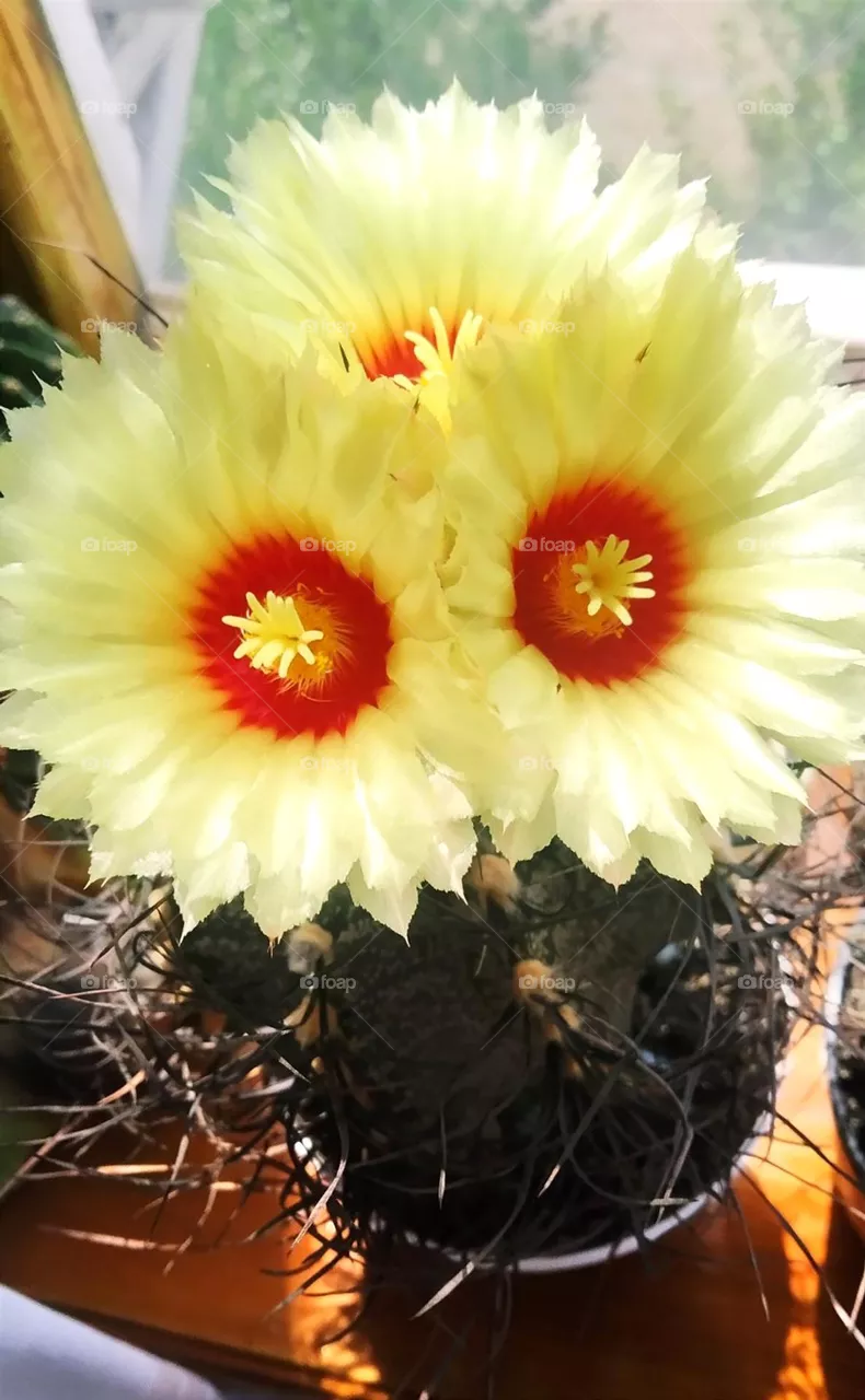 Blooming cactus