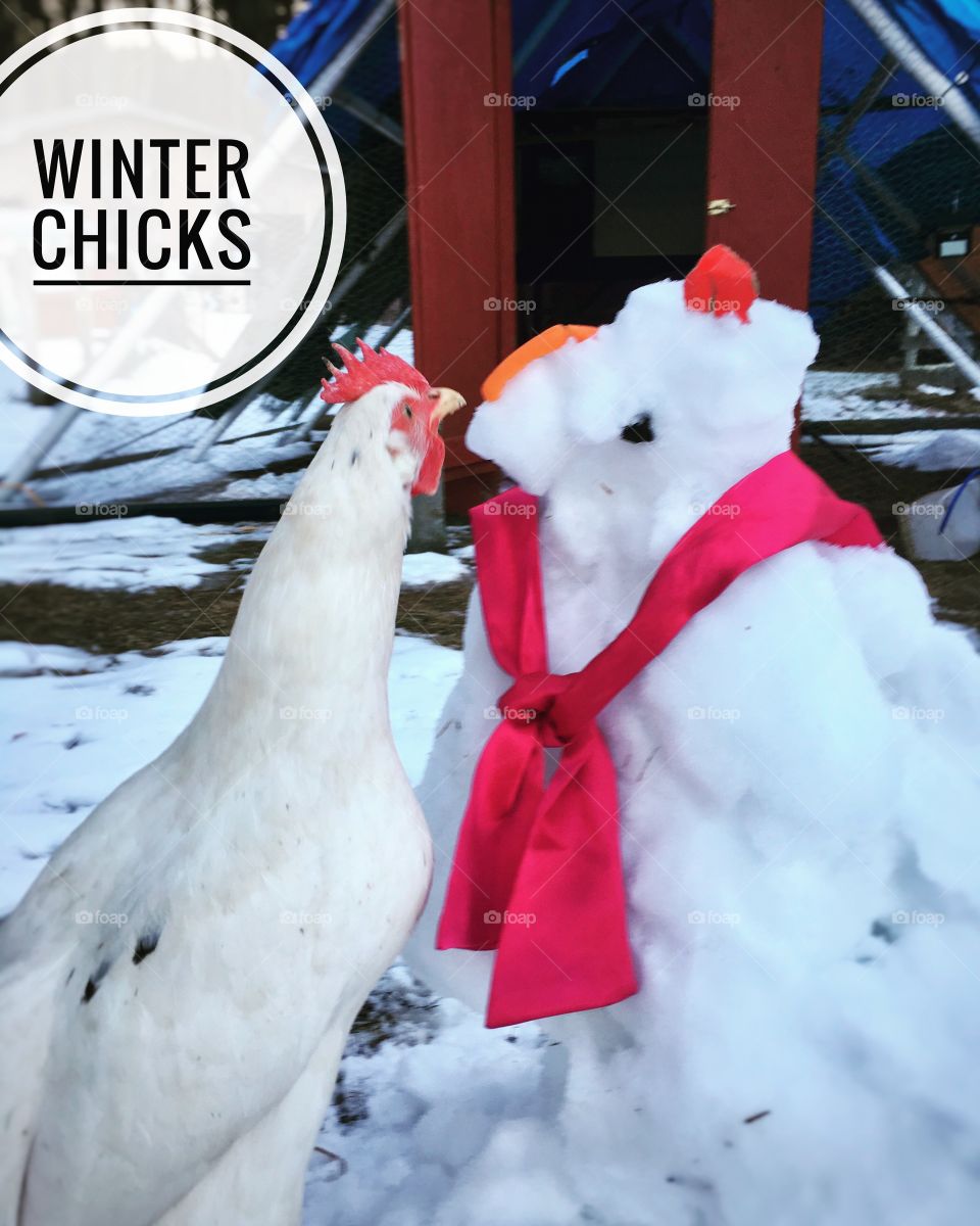 Winter Chicks
