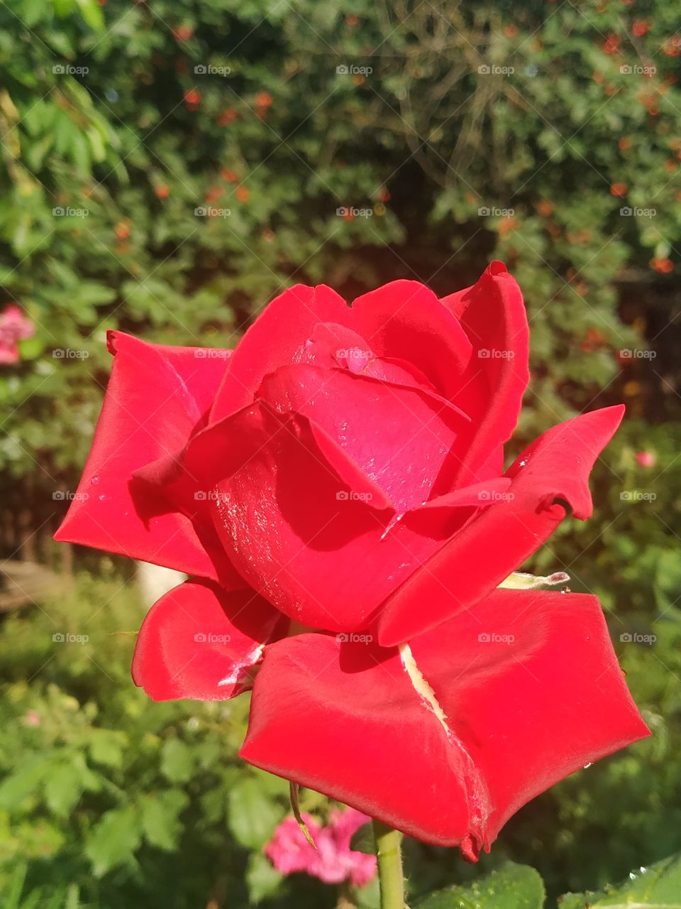 Silky red rose