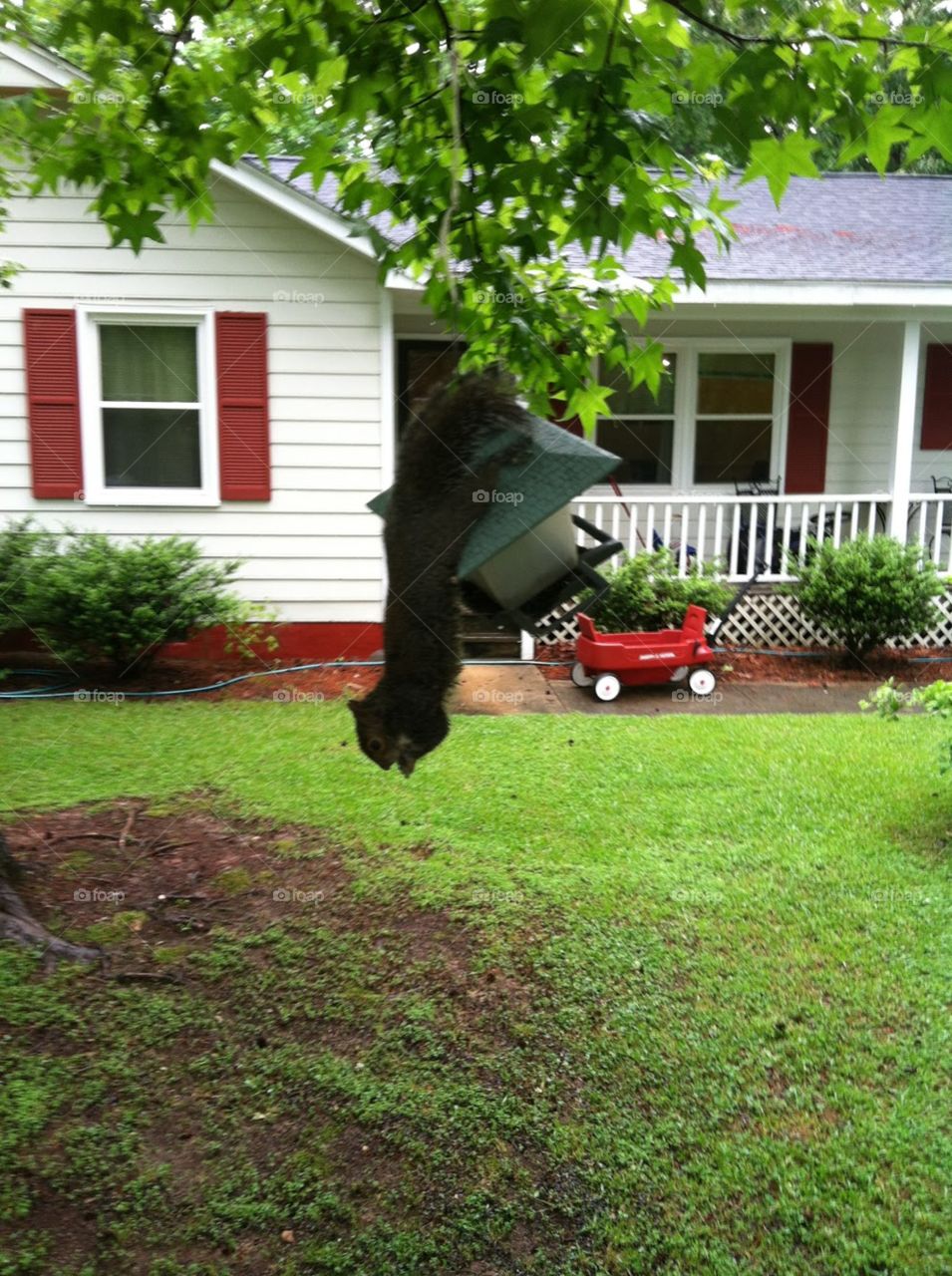 Gray squirrel just hang'n out. 