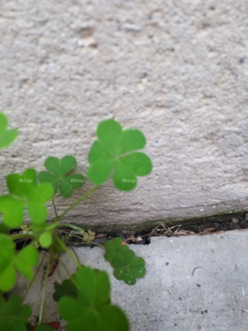Clover in the Crack. Bright green clover growing from a crack in the cement. 