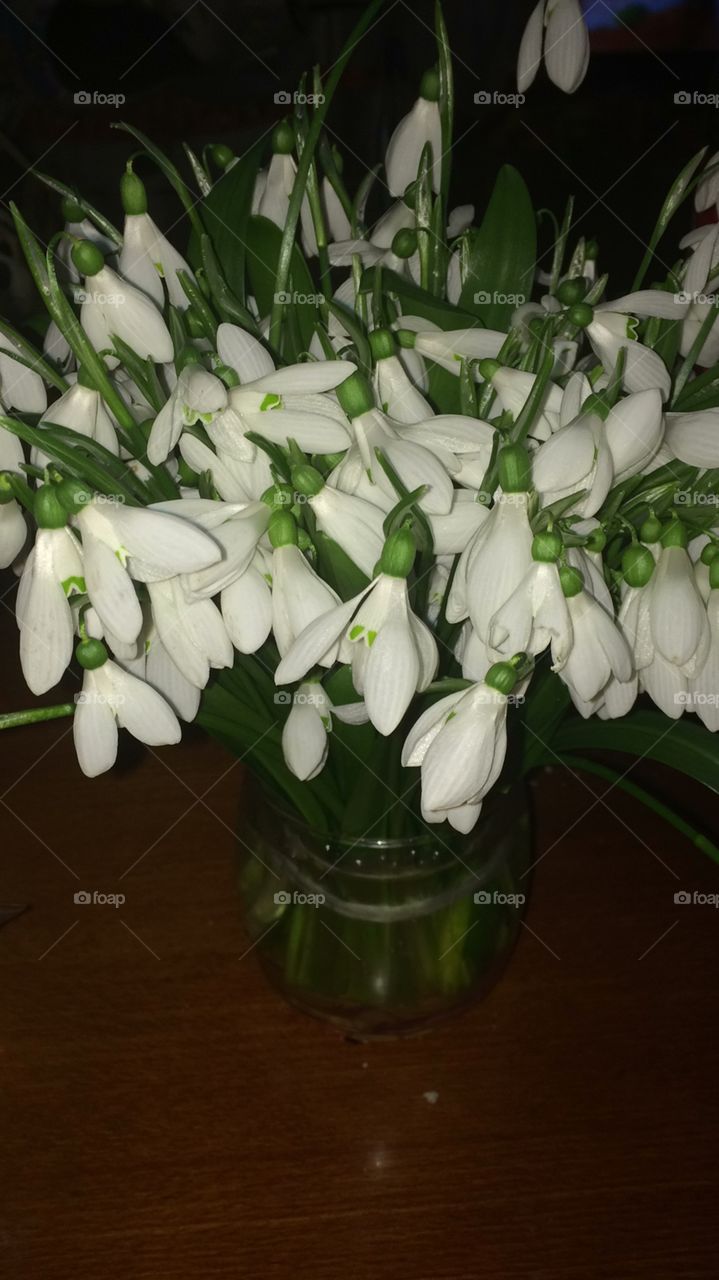 Подснежники 