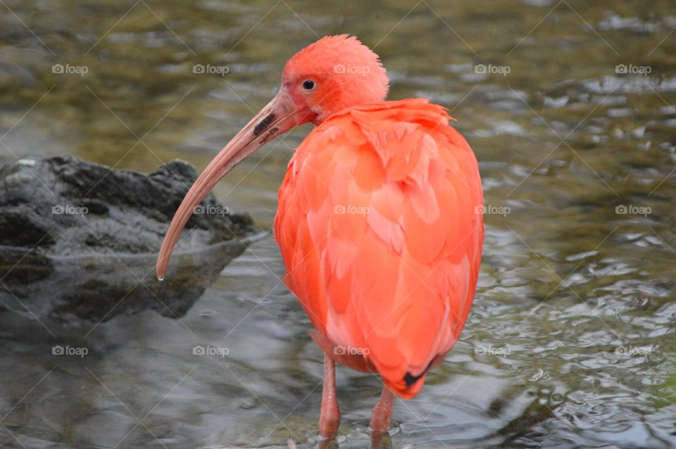 big pink bird with a big beak