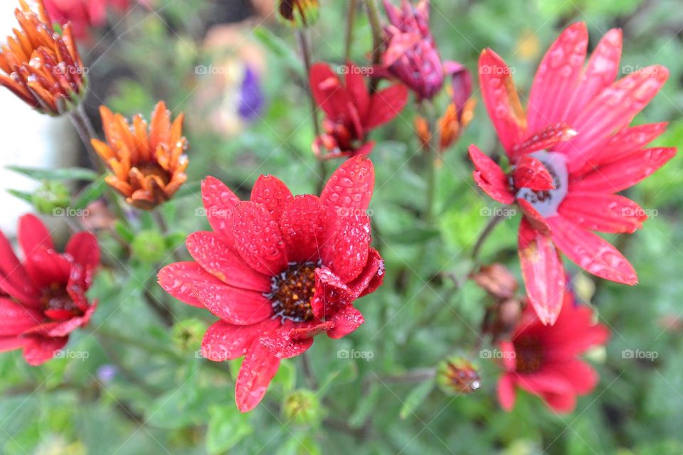 I love the summerflowers 