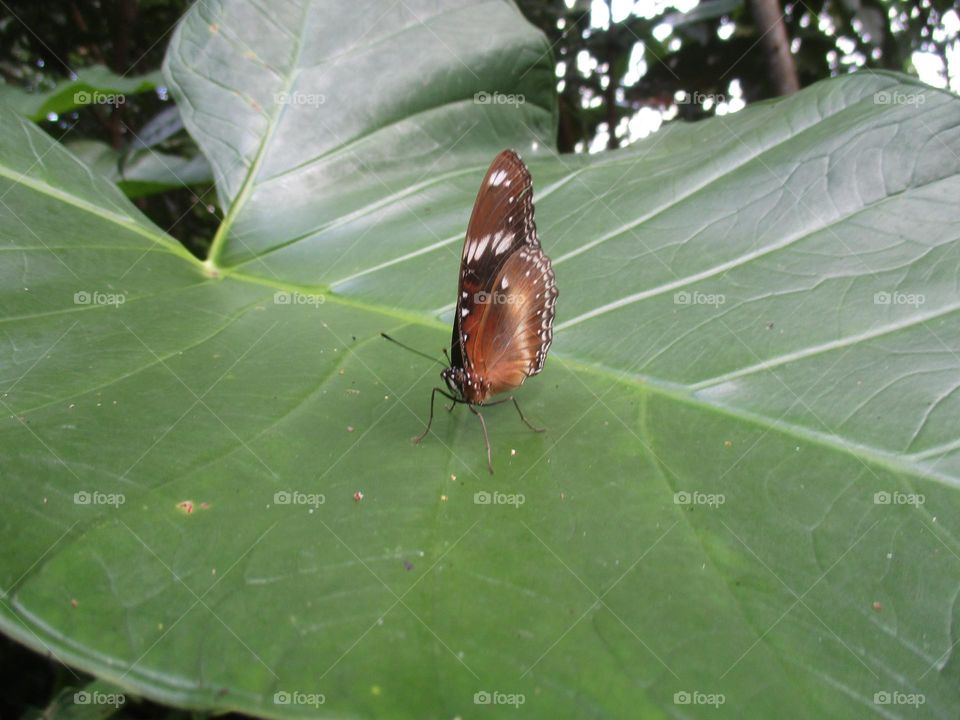 Beautiful butterfly perched on a wide taro leaf
