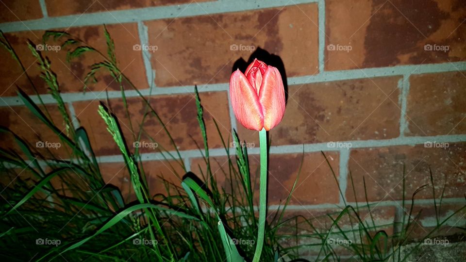 I have a tulip it grows every year right beside my door.