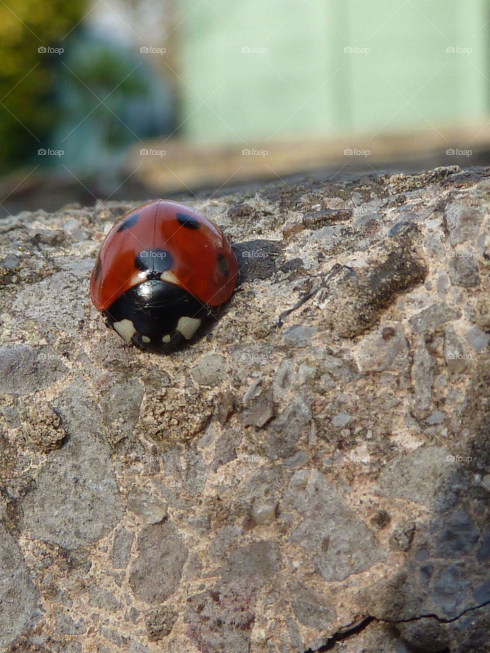 nature ladybird ladybug by photogemic