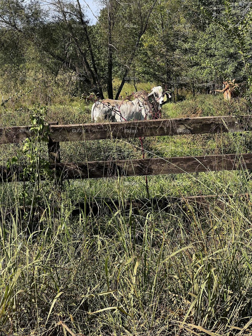 Cow in a field enjoying his day.
