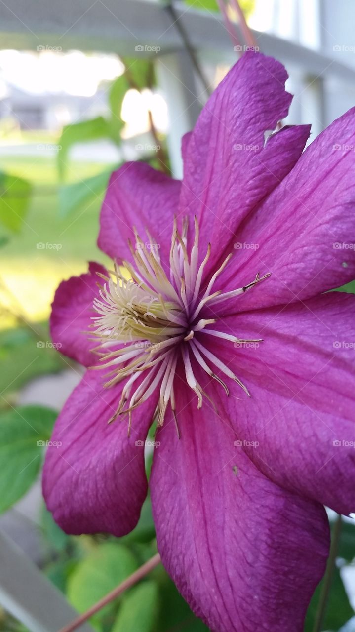 Dramatic Clematis