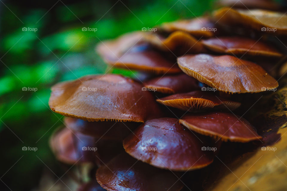 Brown mushrooms growing on an old tree