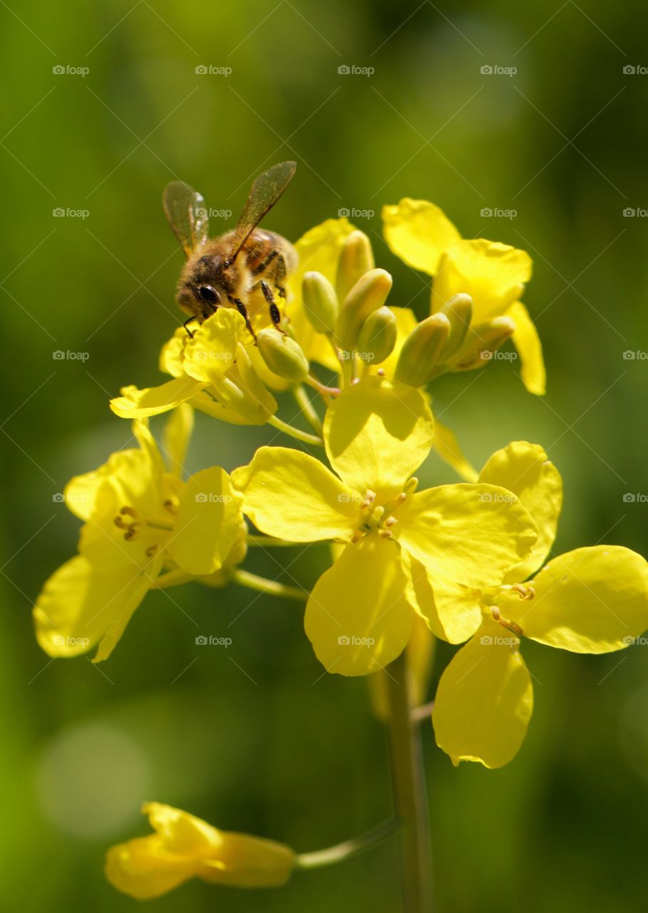 Bee on flower
