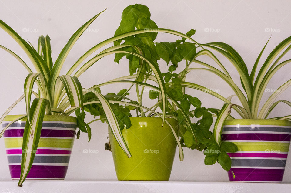3 plants in pots on a kitchen shelf
