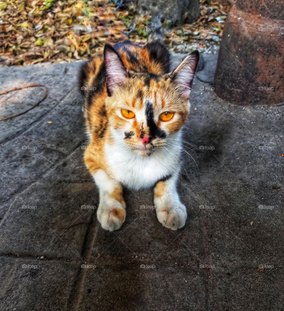 A beautiful mother cat with a sharp gaze