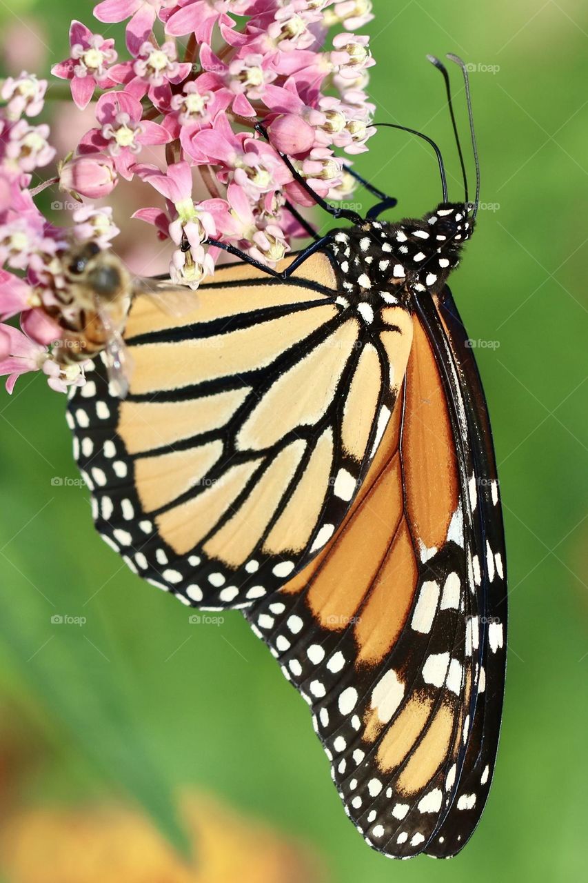 Close-up of a monarch butterfly