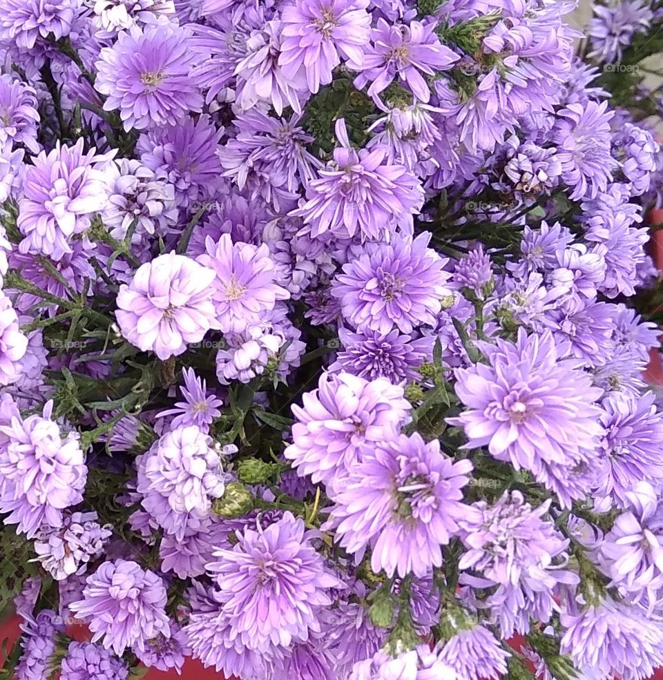 colourful flowers