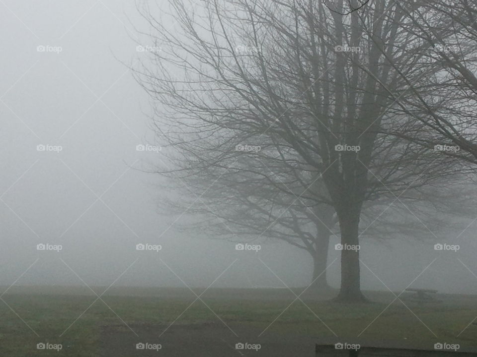 trees and fog