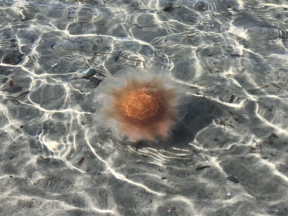 Jellyfish