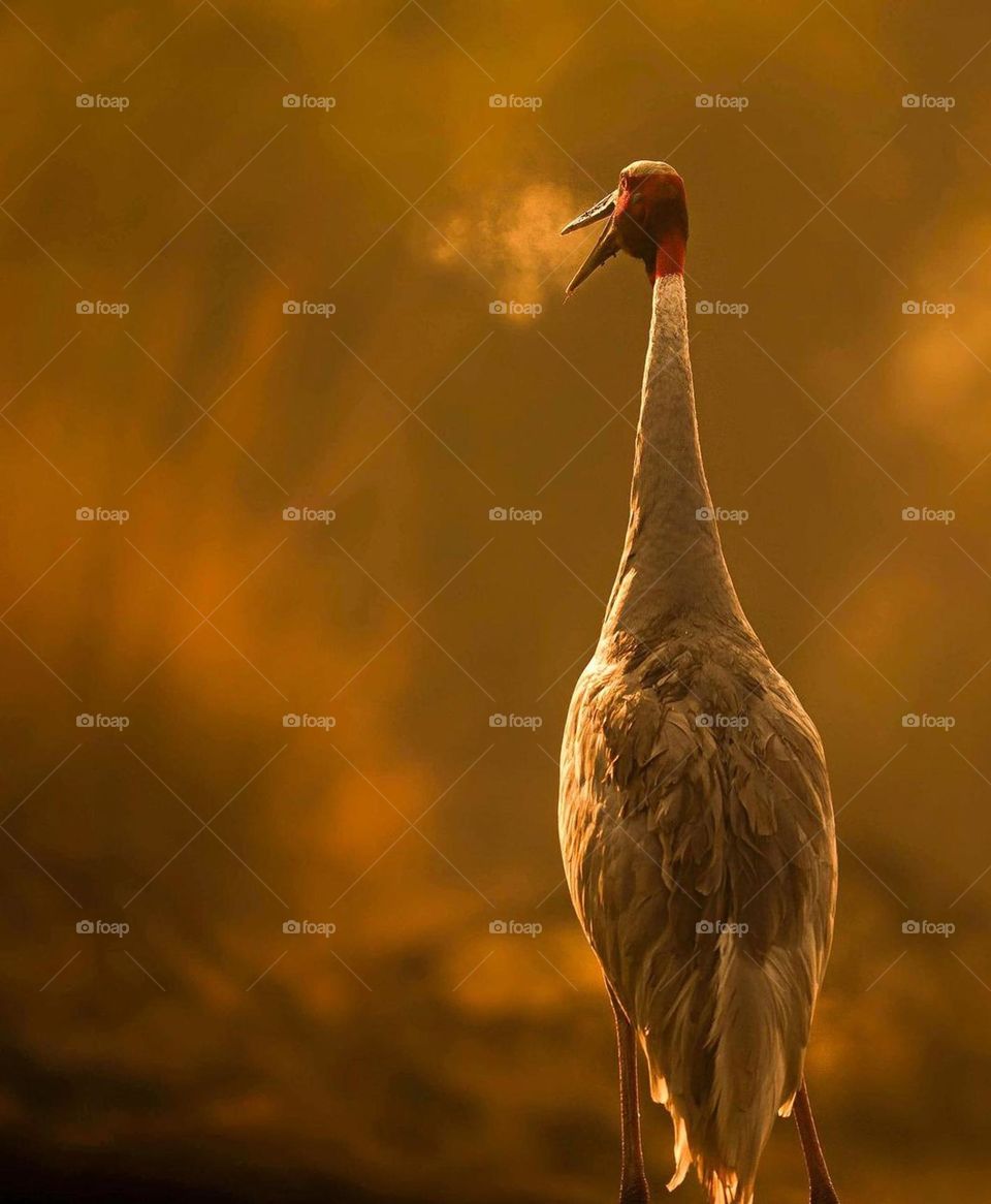 Sarus crane
