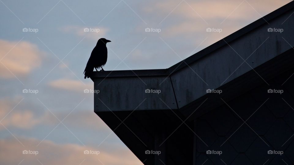 Silhouette of a crow on house roof