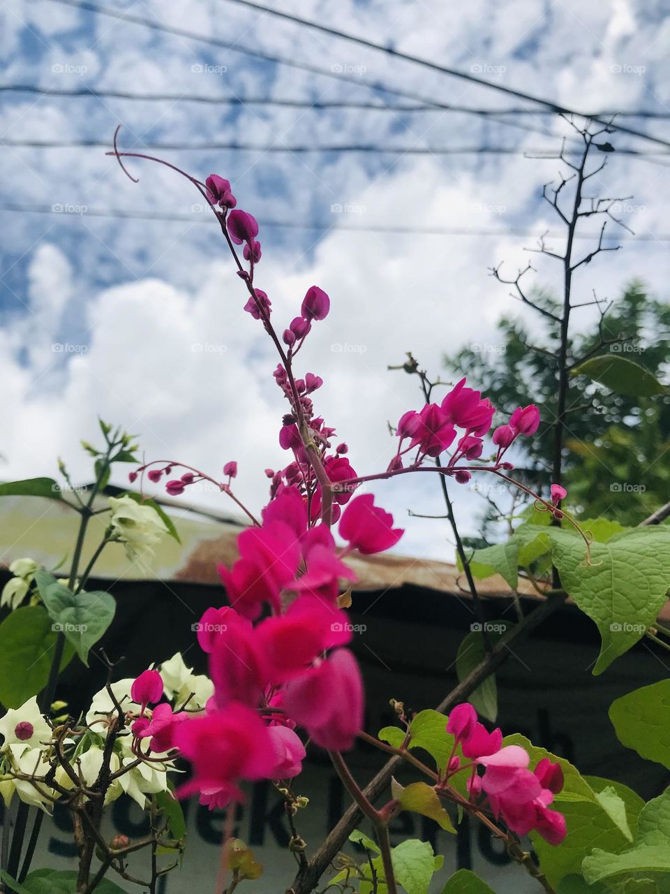 bougainvillea flowers
