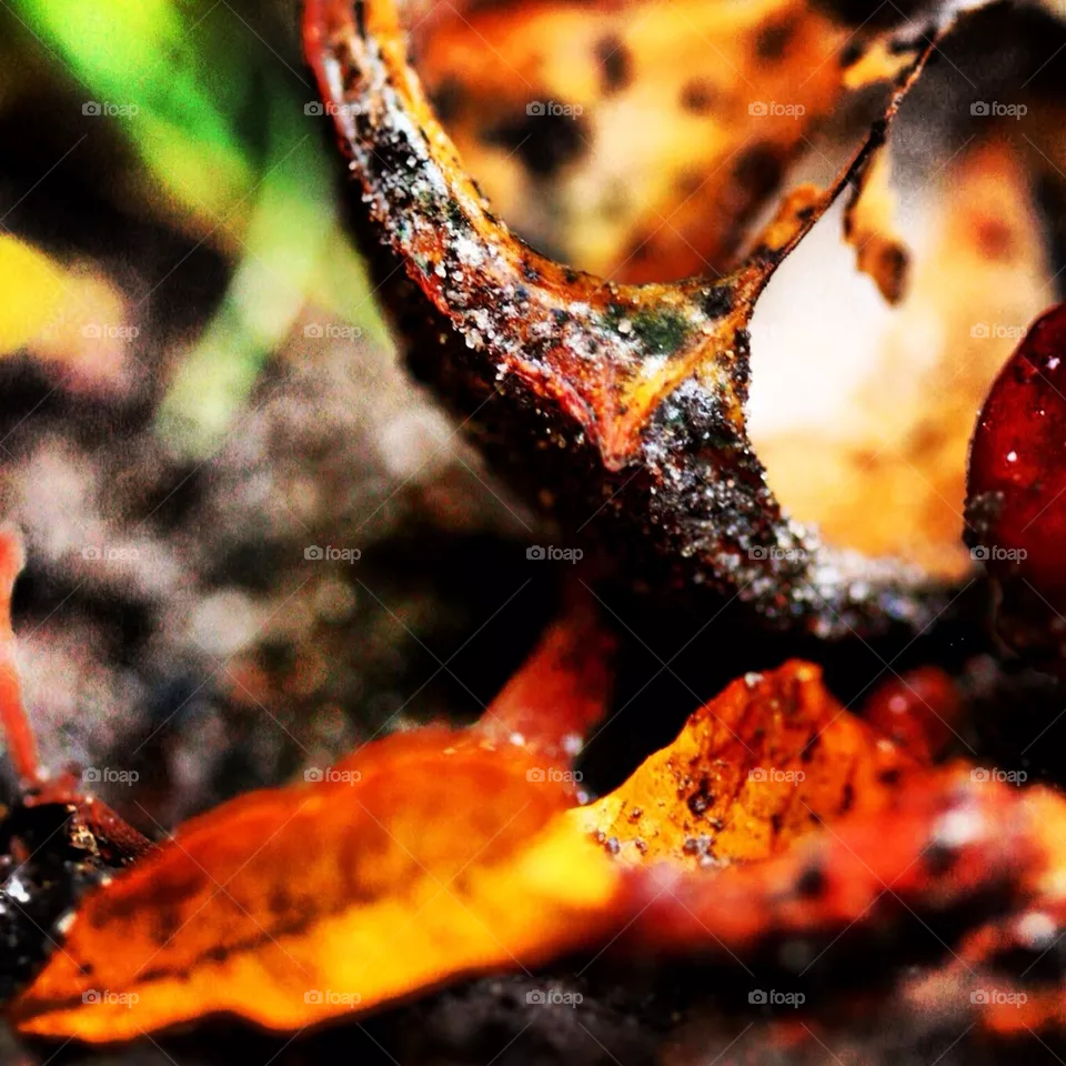 Chestnut