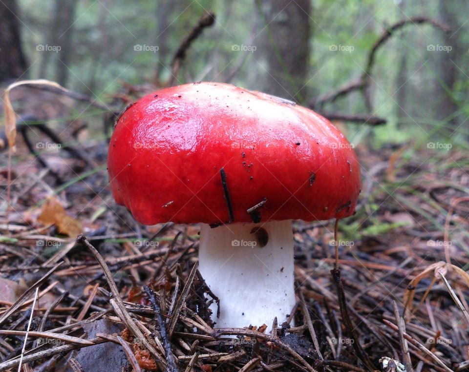 Forest mushroom 🤍🤎
