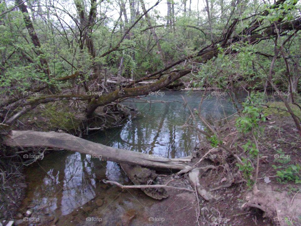 Dead fallen tree laying over a peaceful creek
