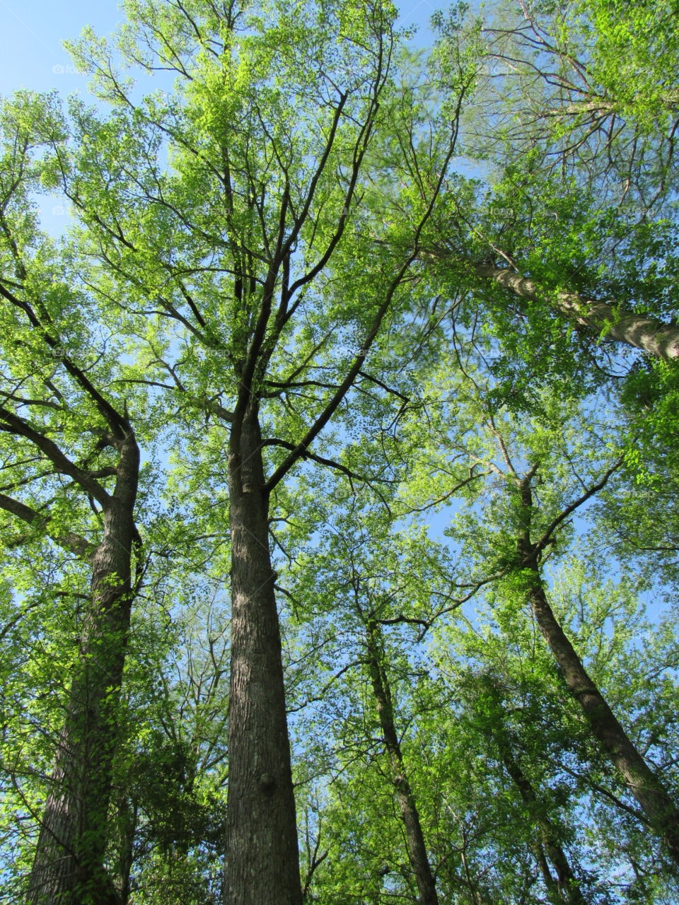 Tree canopy
