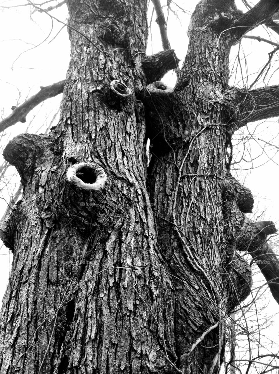 Scary Tree. This ancient looking tree is home to many creatures. 