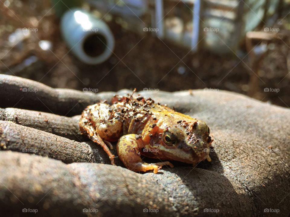 Portrait of a frog