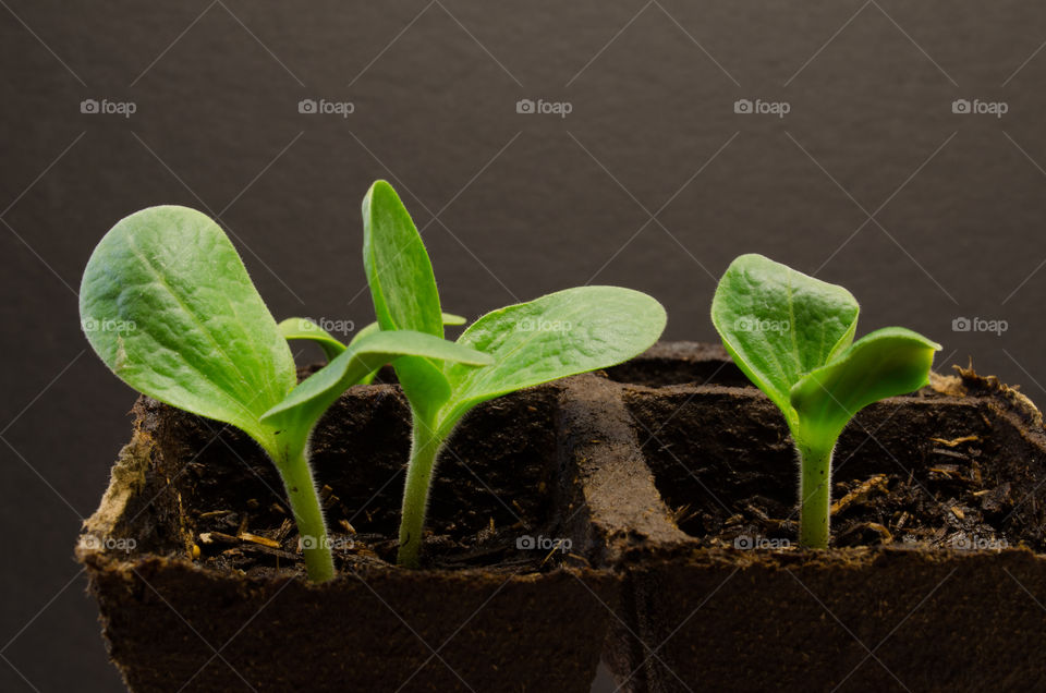 Zucchini seedling