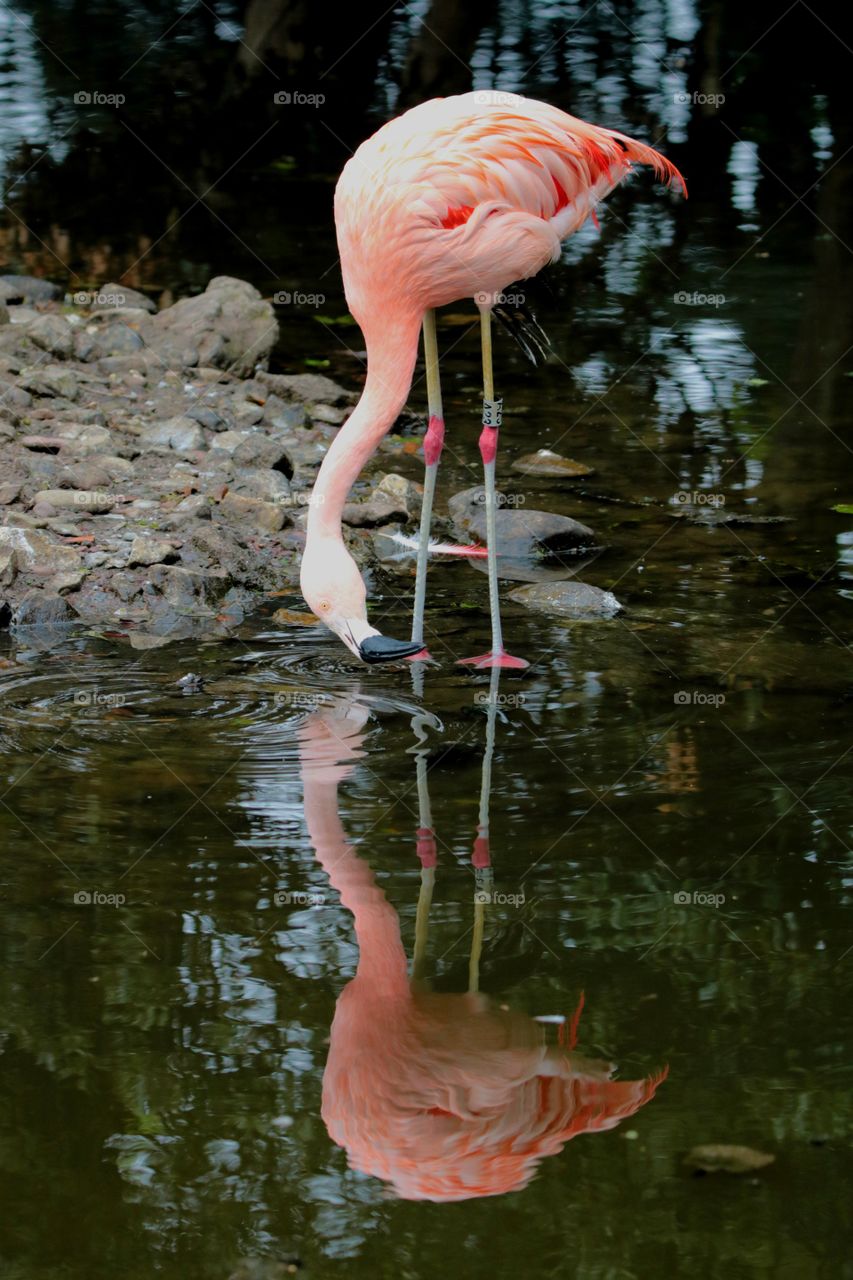 Flamingo