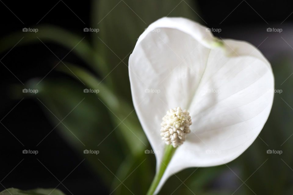 White flower