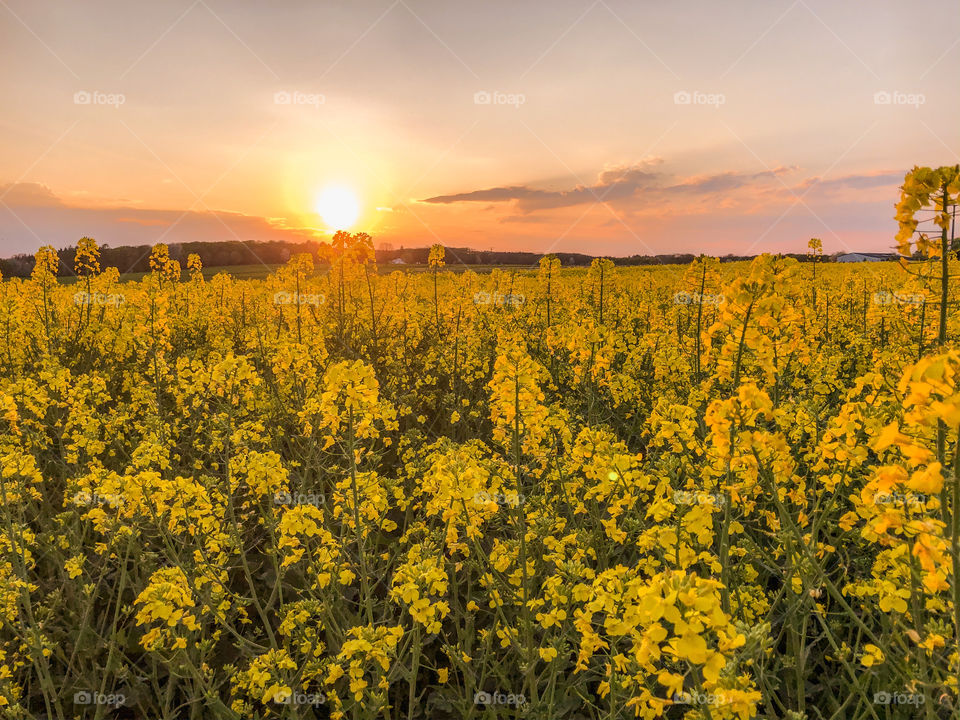 Rape Field at Sunset 