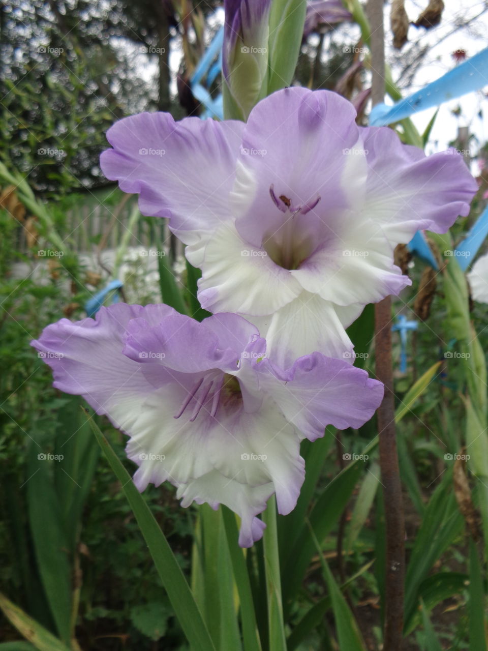 The Flower of Gladiolus