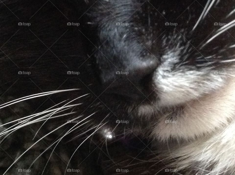 A close up photo of my cat's nose, mouth and whiskers.