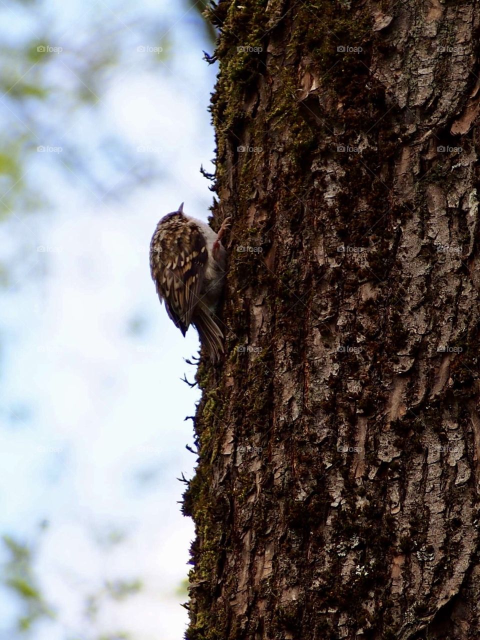 Treecreeper