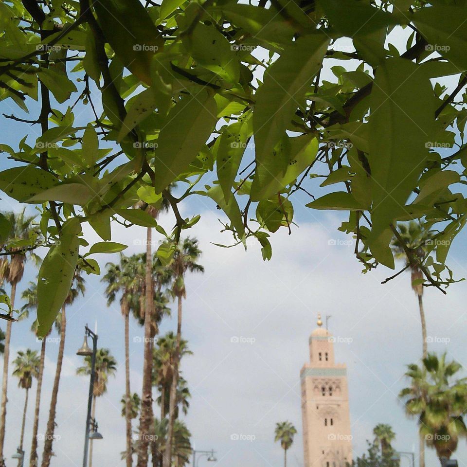 ancient Kotoubia tower mosque in my city Marrakesh at Morocco.