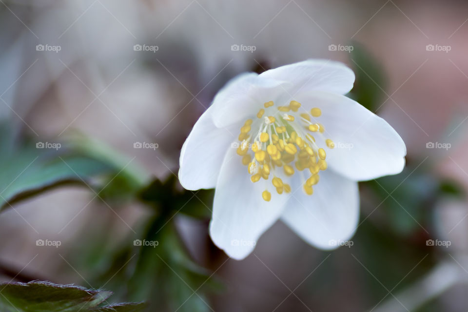 a macro photo of a tiny spring flower brightening up the