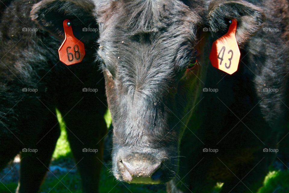 Cow