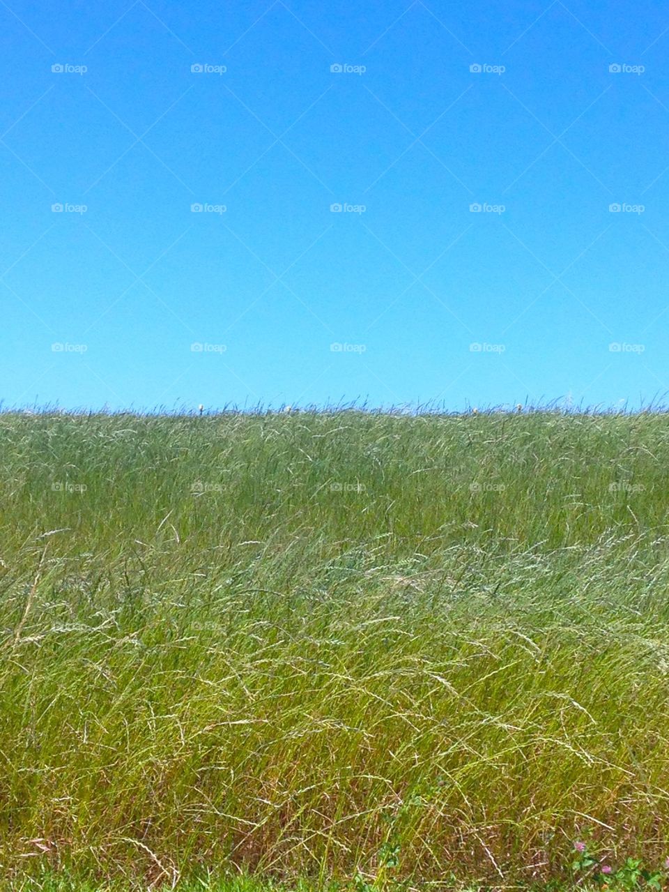 Wild grass Blue Sky