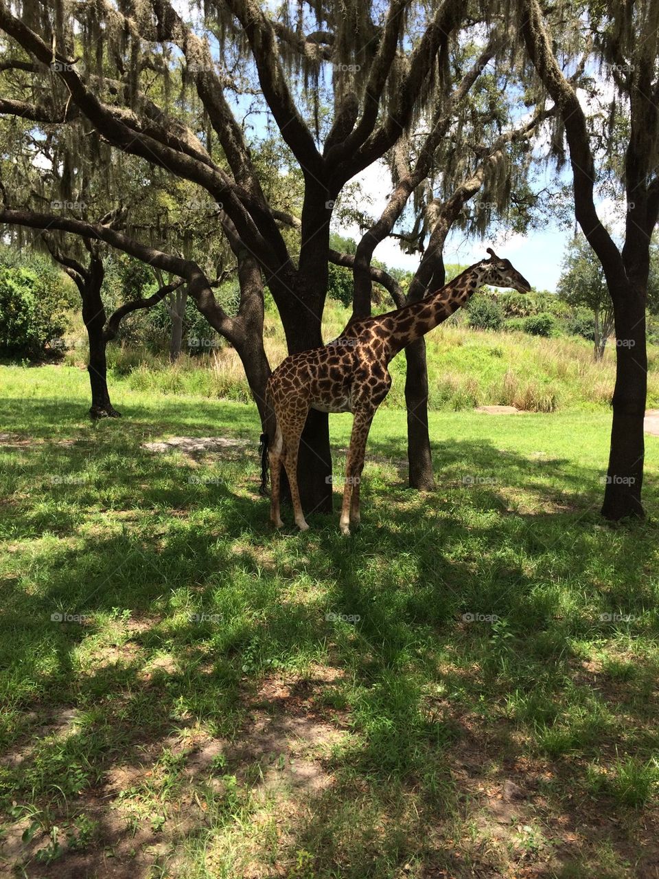 Giraffe