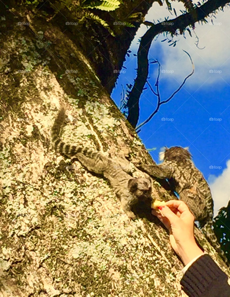 Macaquinhos 