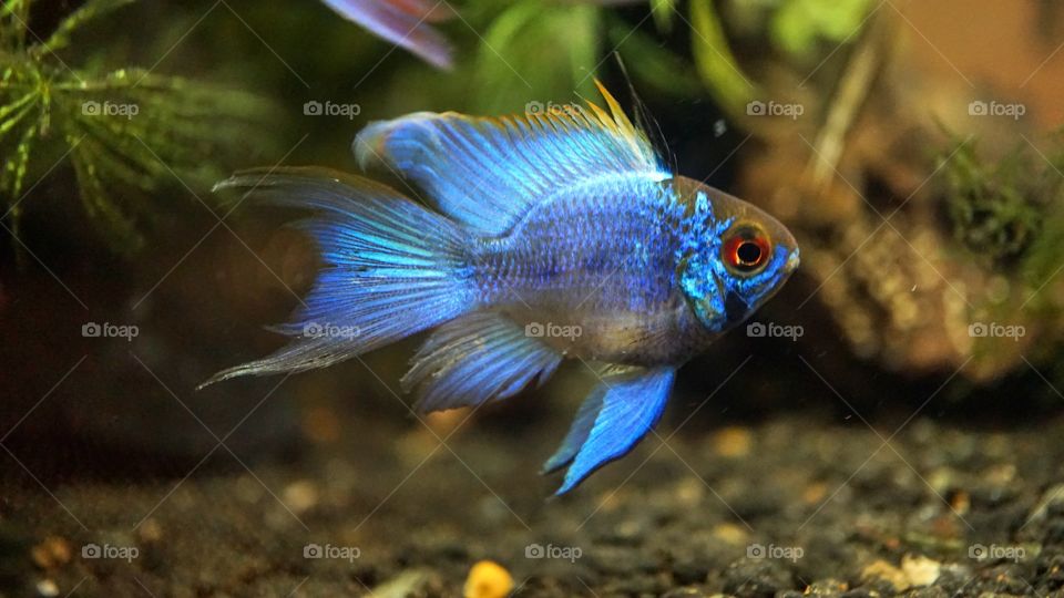 Blue Ram fish