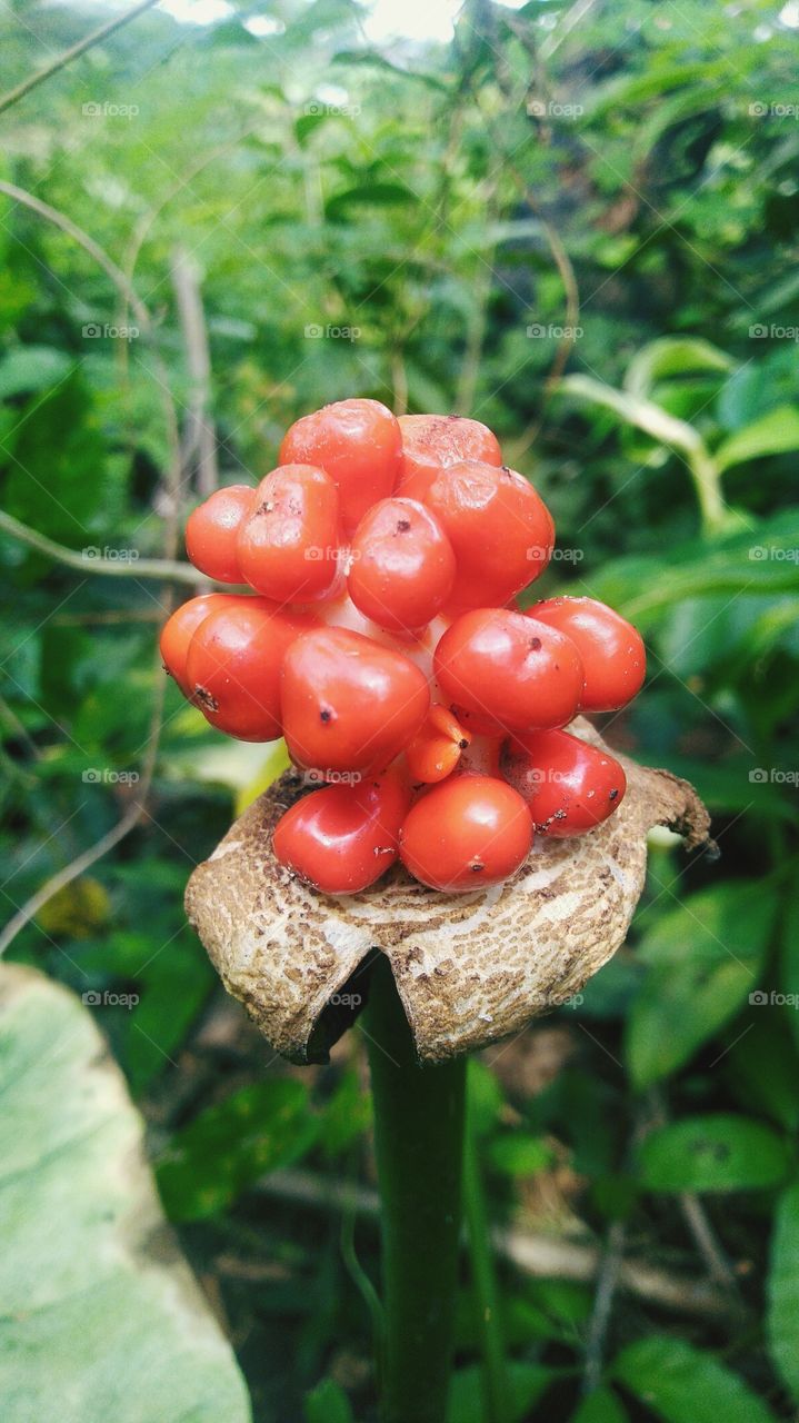 Arum Alvinium red/sueug