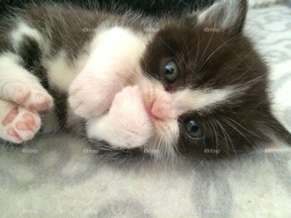 Baby kitten. 4 week old kitten licking its paw